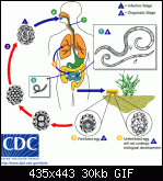 
          
: Ascariasis_LifeCycle.gif
: 2323
: 30.0 
ID: 4434
    