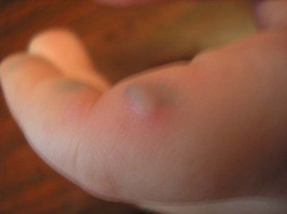 palm2.jpg