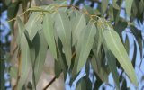 eucalyptus.jpg