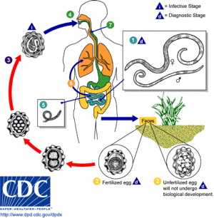 Ascariasis_LifeCycle.gif