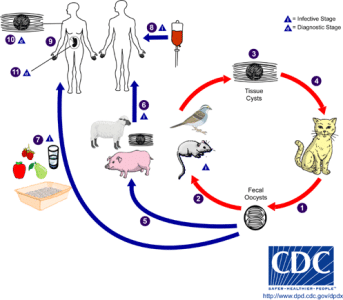 Toxoplasma_LifeCycle.gif