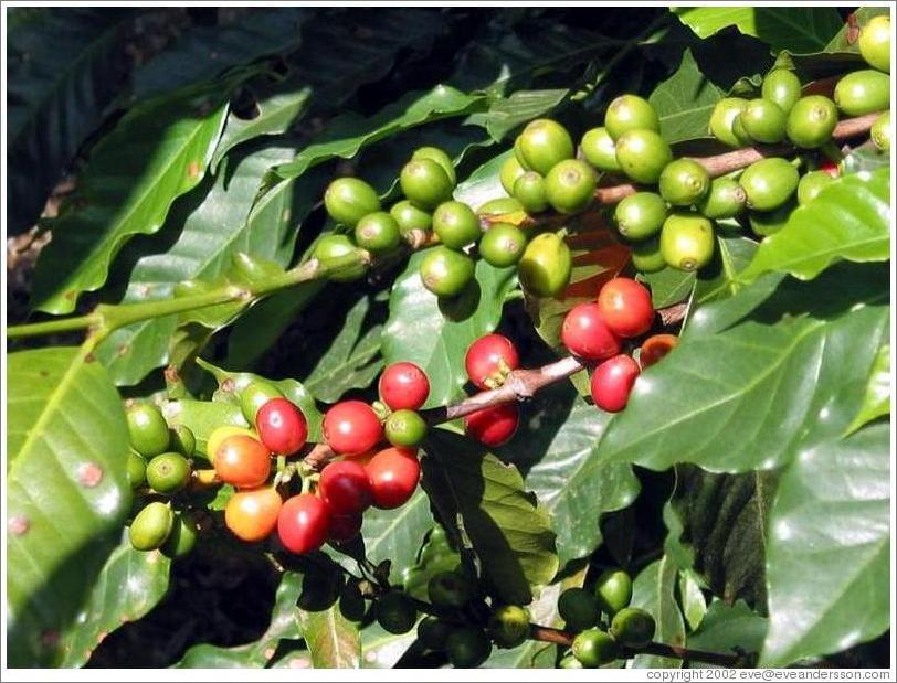 coffee-beans-large.jpg